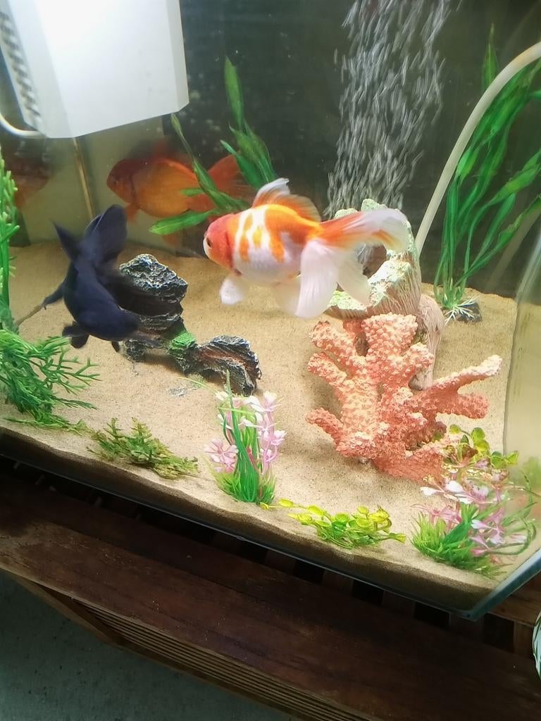 Sluierstaart goudvis oranje en wit, Dieren en Toebehoren, Vissen | Aquariumvissen