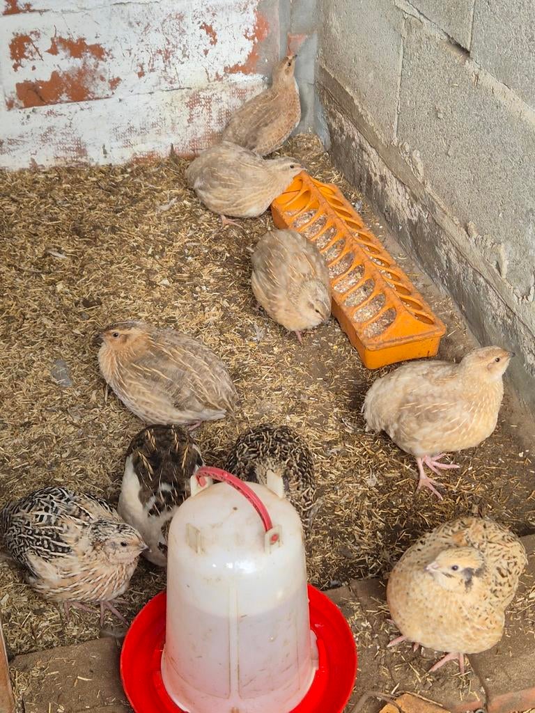 Kwartels, Meerdere dieren, Overige soorten