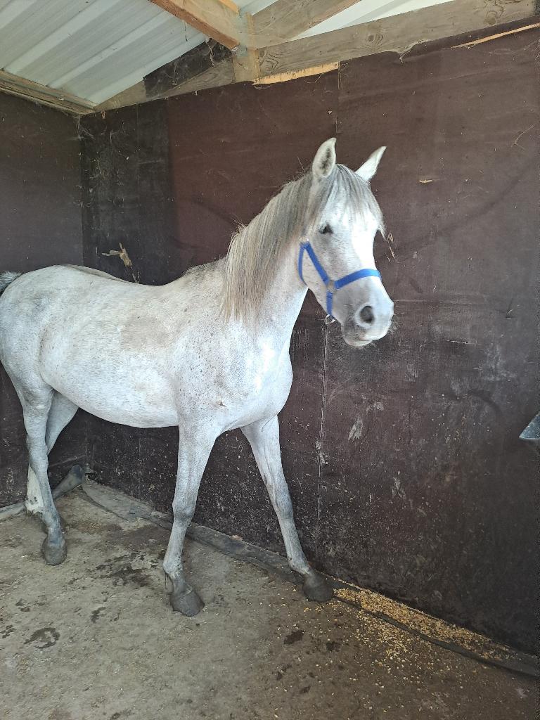 Arabische paarden te koop, Dieren en Toebehoren, Paarden, Merrie, Gechipt