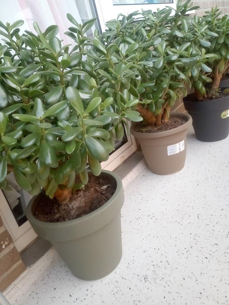 À vendre, Enlèvement, Plante fixe, Autres espèces, Mi-ombre