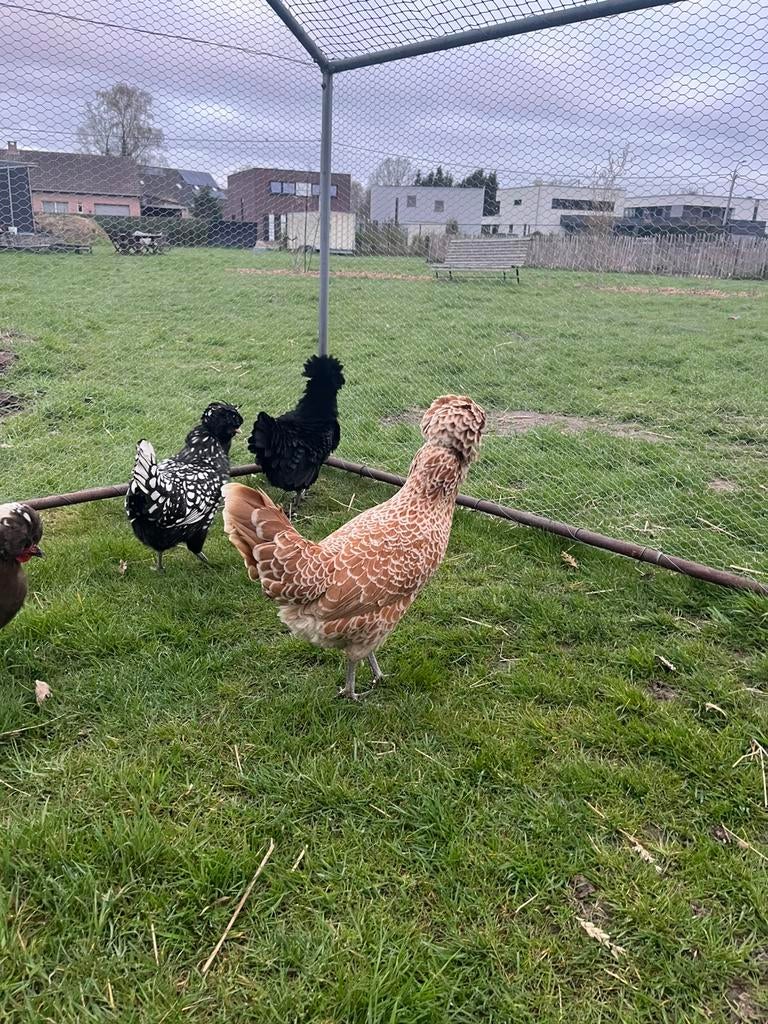 Padua broedeieren, Plusieurs animaux, Poule ou poulet