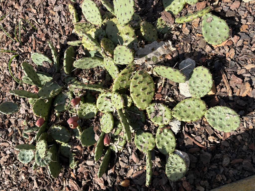 Winterharde cactusplant, Tuin en Terras, Ophalen, Zomer