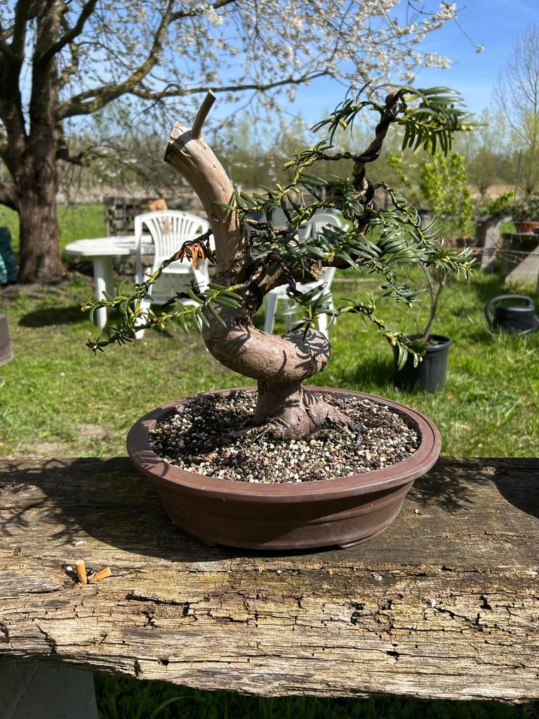 Bonsai taxus, Ophalen