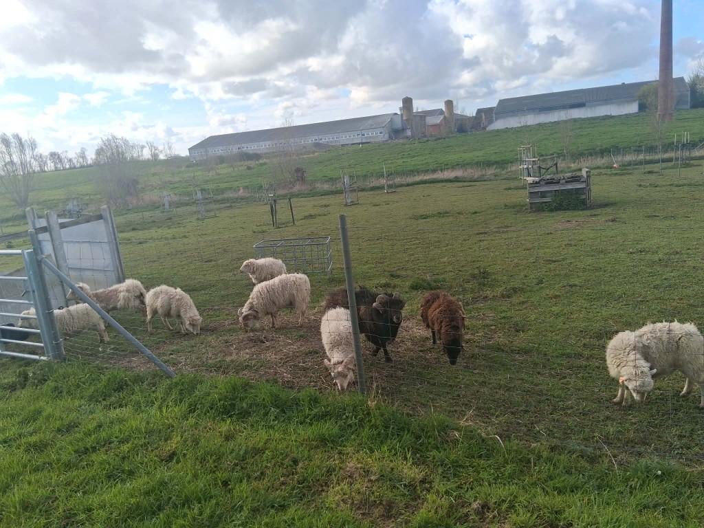Ouessant schaap, Meerdere dieren, Schaap, 0 tot 2 jaar