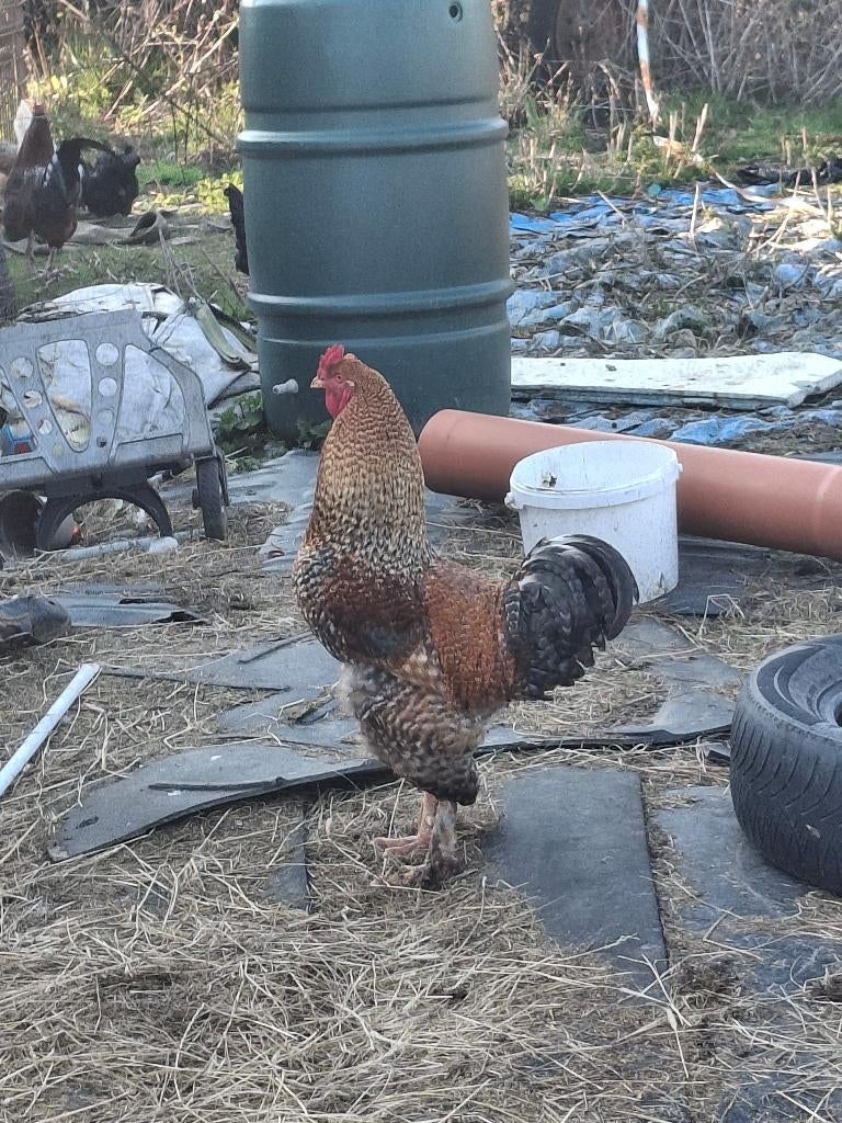 Coq de 10 mois, Animaux & Accessoires, Mâle, Poule ou poulet