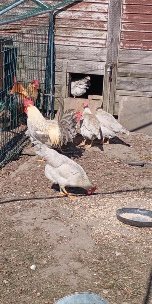 Broedeieren leghorn Isabel patrijs