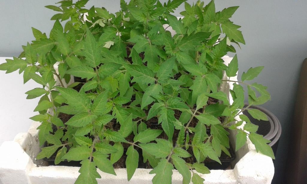 tomatenplanten   pyros, Ophalen, Eenjarig, Groenteplanten