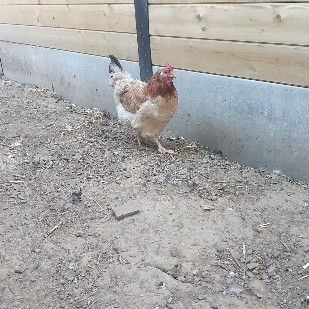 Kippen  20€ per stuk