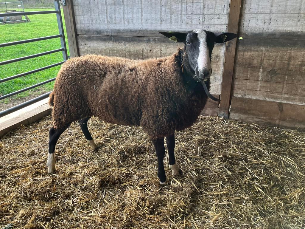 Zwartbles dekram stamboek, Dieren en Toebehoren, Schapen, Geiten en Varkens, Mannelijk, Schaap, 0 tot 2 jaar