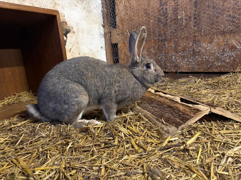 Vlaamse reus voedster, Dieren en Toebehoren, Konijnen, Vrouwelijk, Groot, 0 tot 2 jaar