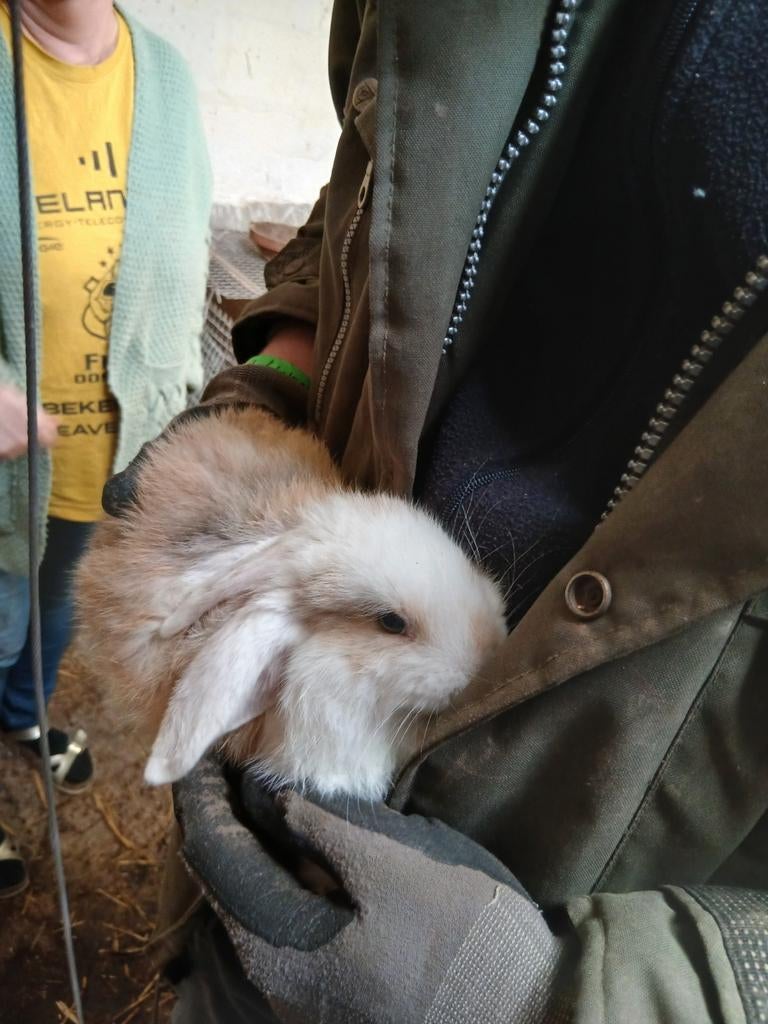 Franse hangoren te koop, Dieren en Toebehoren, Konijnen, Meerdere dieren, Groot, Hangoor, 0 tot 2 jaar