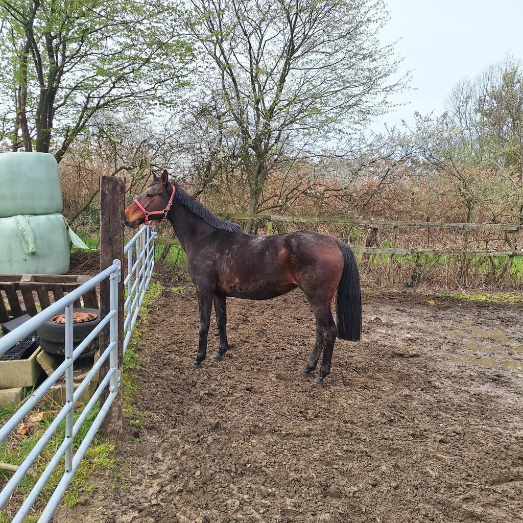 16 jarige bwp merrie, Dieren en Toebehoren, Paarden, Merrie