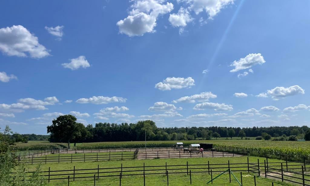 Plaats op weide, volpension, Dieren en Toebehoren, Paarden, M