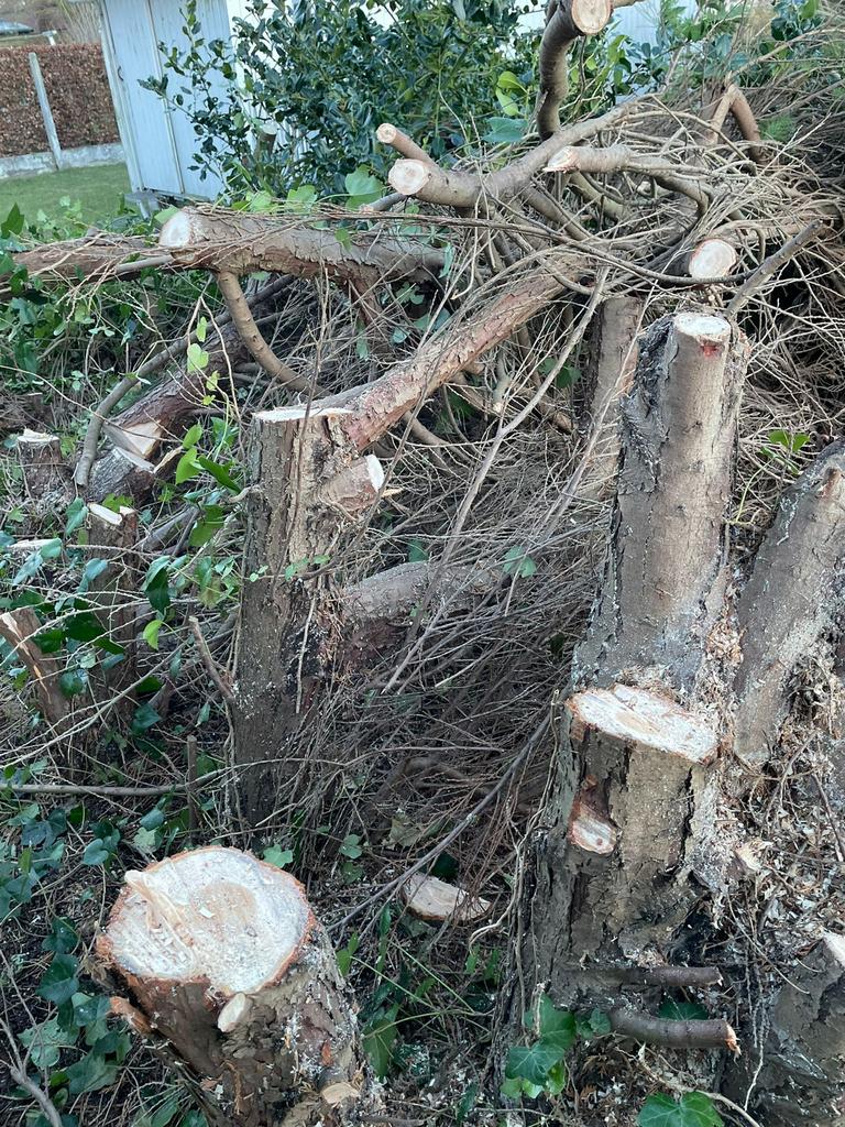 Gratis brandhout af te halen te wevelgem, 6 m³ of meer, Ophalen, Overige houtsoorten, Stammen