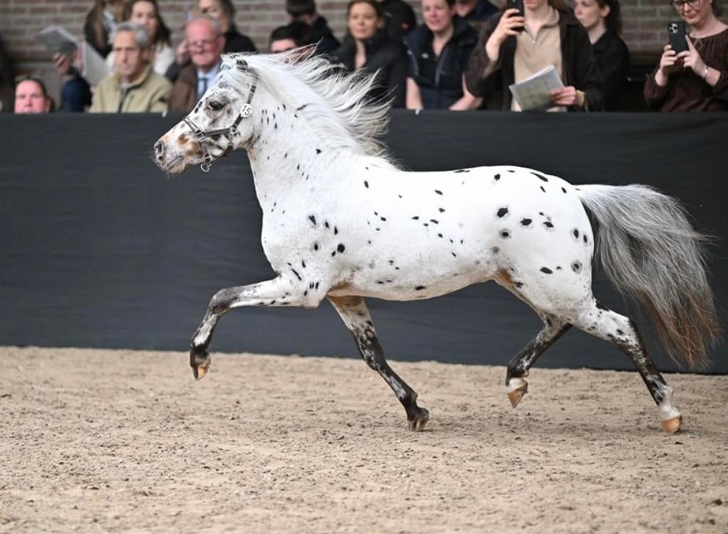 Appaloosa pony ter dekking aangeboden (NAS ggk dekhengst), Dieren en Toebehoren, Pony's, Hengst, Niet van toepassing, A pony (tot 1.17m)