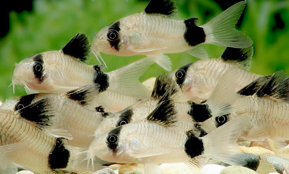 Panda Corydoras High Grade!, Dieren en Toebehoren, Vis, Zoetwatervis, Schoolvis