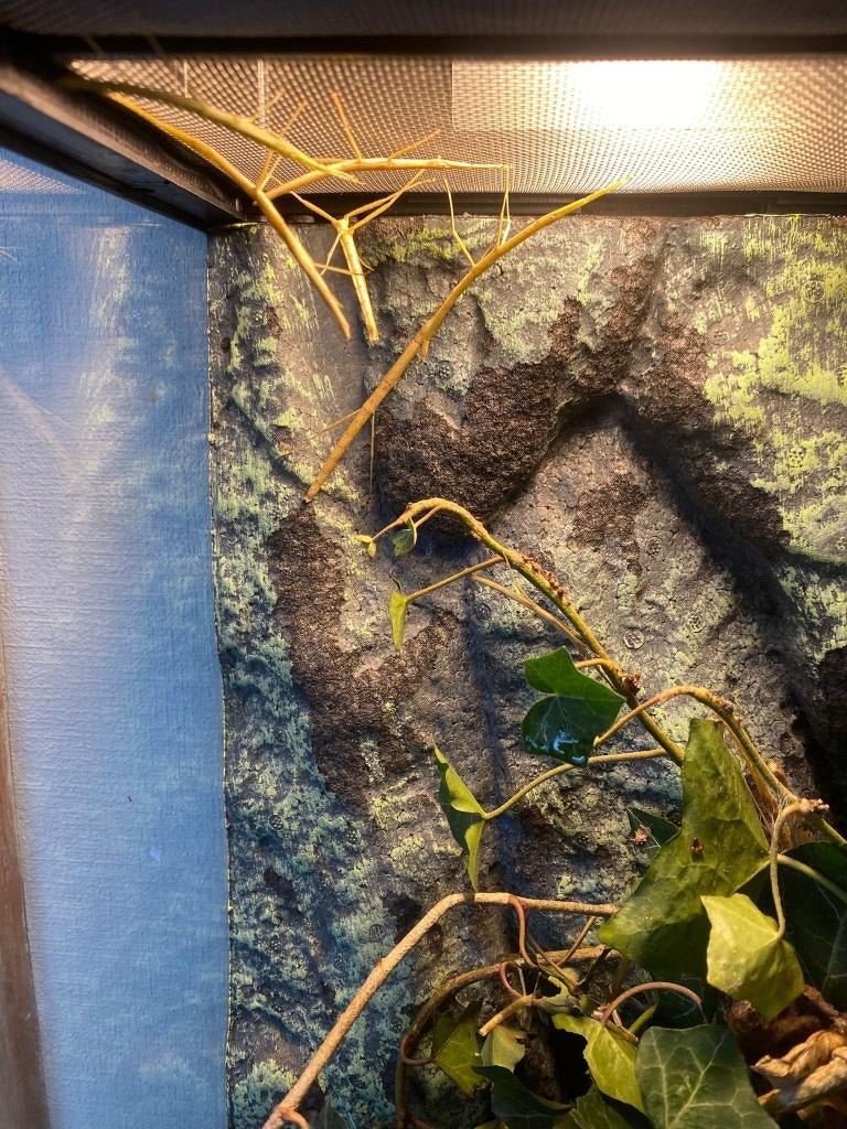 Indische wandelende takken, Dieren en Toebehoren, Wandelende tak