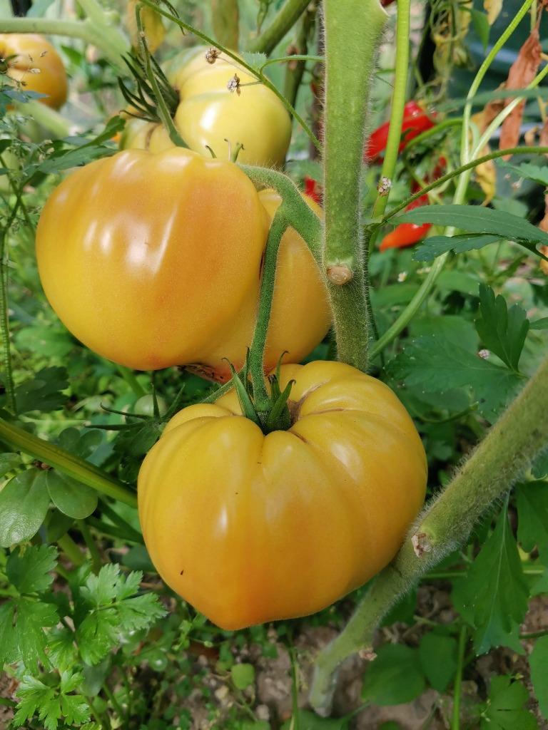 5 graines de tomates Huge Lemon Oxheart, Jardin & Terrasse, Bulbes & Semences, Envoi, Printemps, Graine