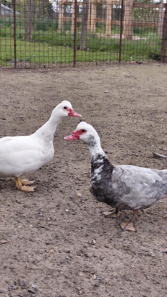Barberie eenden, Vrouwelijk, Eend