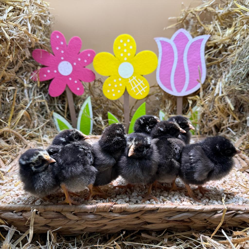 Jonge tamme Amrock kriel kuikens gesekst en ingeënt, Dieren en Toebehoren, Pluimvee