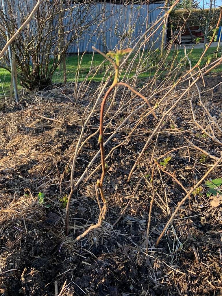 Plants de framboisiers remontants, Enlèvement, Été, Plante fixe, Plantes fruitières