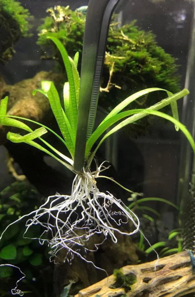 Aquariumplant - Sagittaria subulata (klein pijlkruid), Ophalen of Verzenden, Zo goed als nieuw