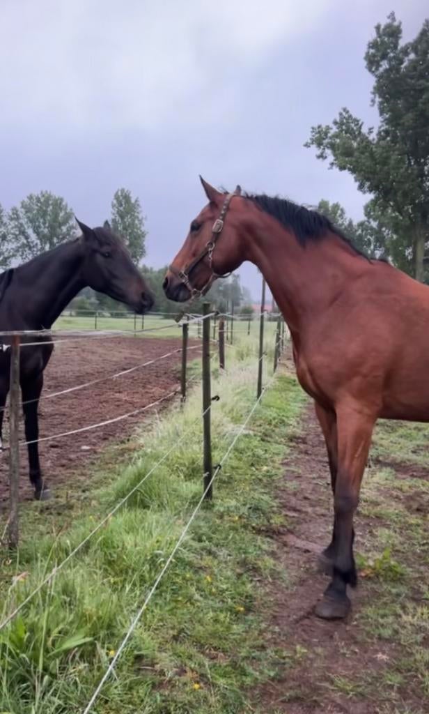 Merrie te koop, Animaux & Accessoires, Jument, Débourré, Cheval de saut