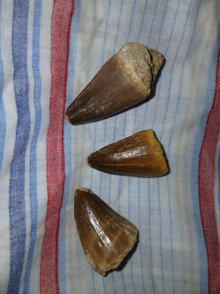 Mosasaurus tanden, Ophalen of Verzenden