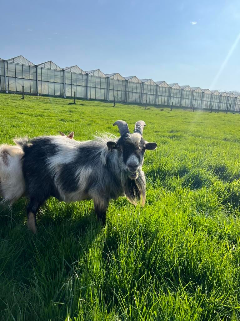 Dwerggeit bokje, Animaux & Accessoires, Mâle, Chèvre, 0 à 2 ans