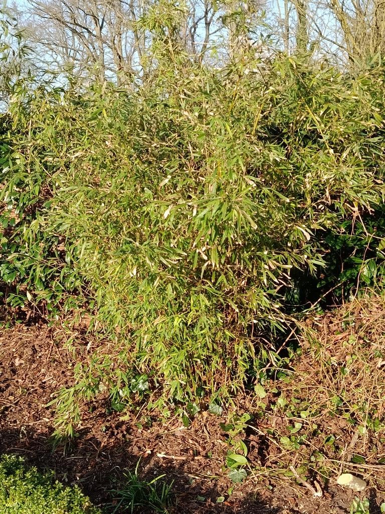 Gratis bamboe, Tuin en Terras, Planten | Tuinplanten, Ophalen