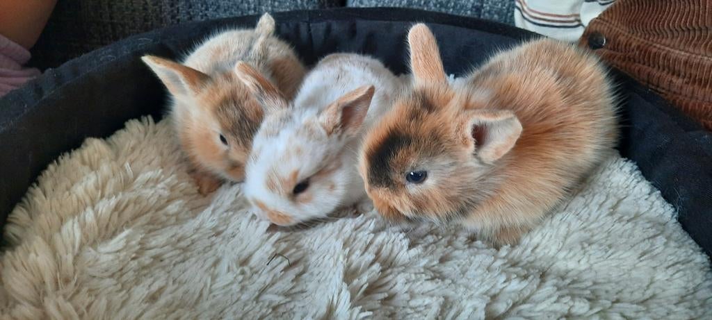 3 schattige, mega tamme baby konijntjes, Dieren en Toebehoren, Meerdere dieren, Kortharig, 0 tot 2 jaar