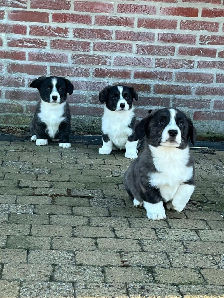 Prachtige corgi pups, Dieren en Toebehoren, Parvo, België, Fokker | Hobbymatig, Overige rassen