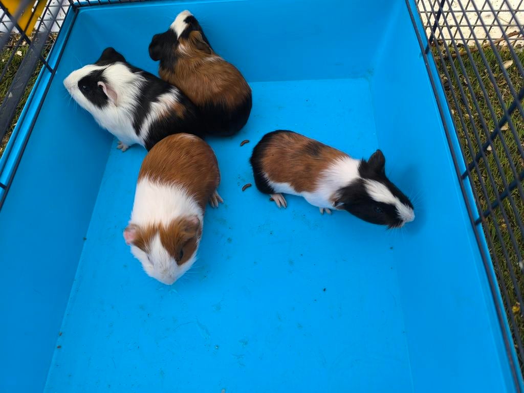 Jonge cavia beertjes, Dieren en Toebehoren, Knaagdieren, Maart, Mannelijk, Cavia