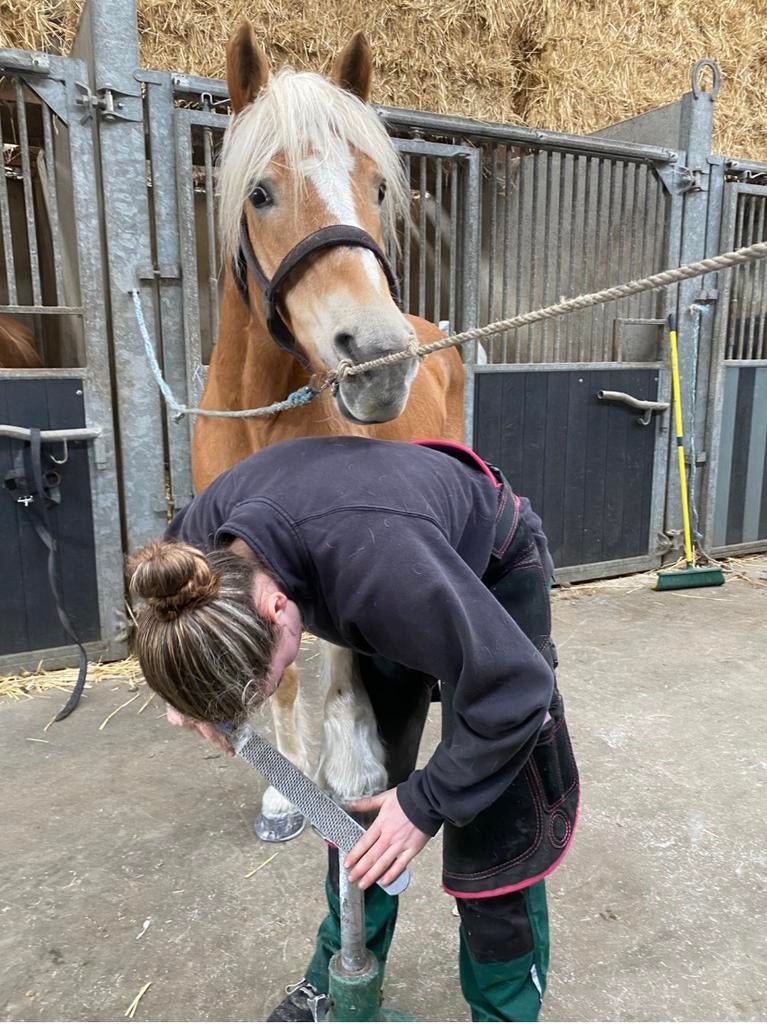 Gezocht: paarden om te bekappen, Enlèvement, Neuf