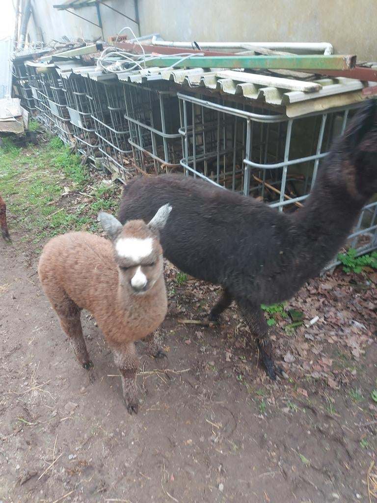 Alpaca cria hengste te verwisselen., Dieren en Toebehoren, Schapen, Geiten en Varkens