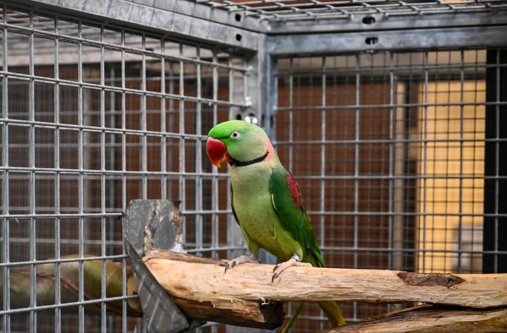 Alexander Parkiet, Dieren en Toebehoren, Vogels | Parkieten en Papegaaien, Mannelijk, Parkiet, Geringd