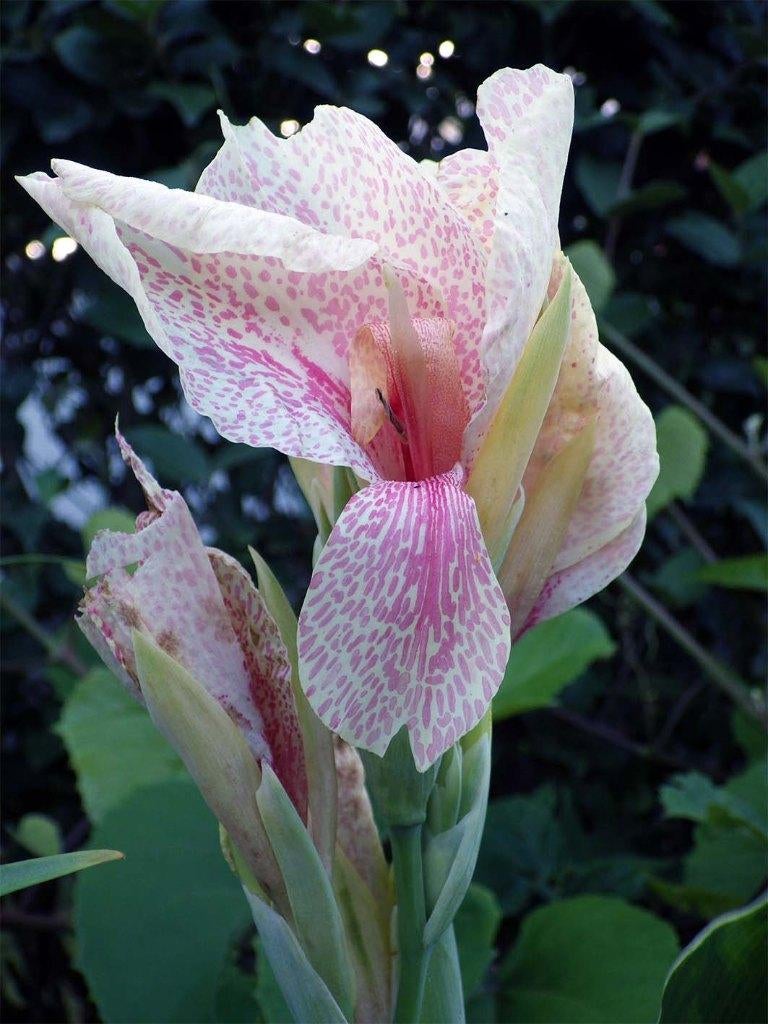 Overschot Gezonde Tuinplanten aan €.1,00/pot, Volle zon, Vaste plant, Zomer, Ophalen
