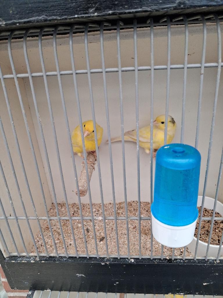 Waterslagers, Dieren en Toebehoren, Vogels | Kanaries, Meerdere dieren, Zangkanarie