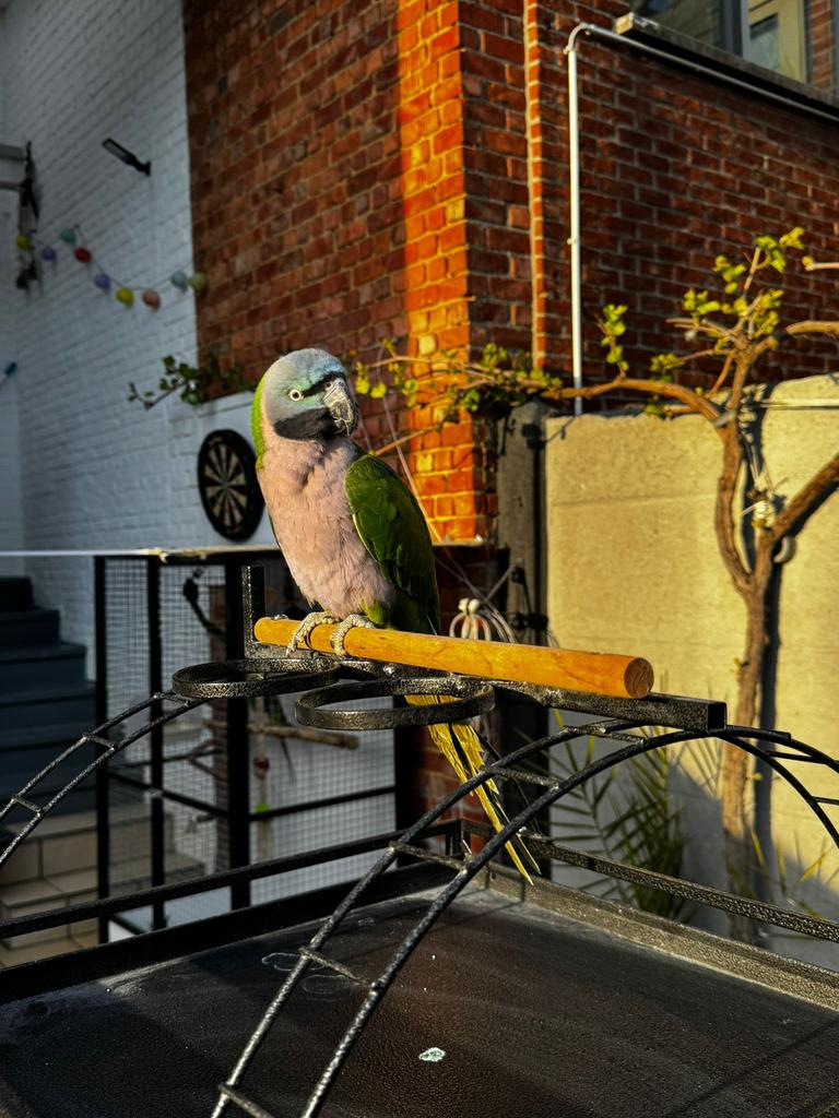 Derbyan papegaai met kooi, Papegaai