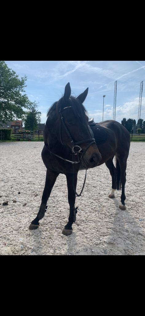 Bridon noir HFI, Enlèvement ou Envoi, Comme neuf, Récréation