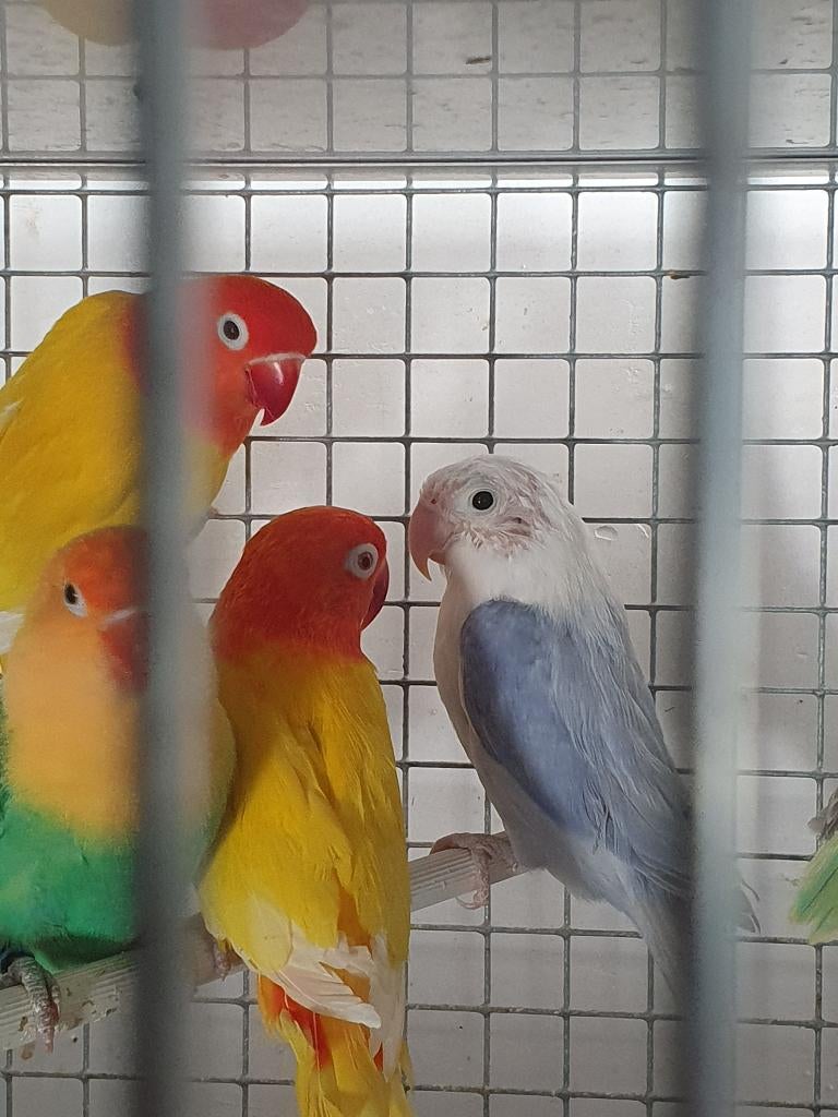 Dwergpapegaai, Vrouwelijk, Dwergpapegaai of Agapornis, Geringd