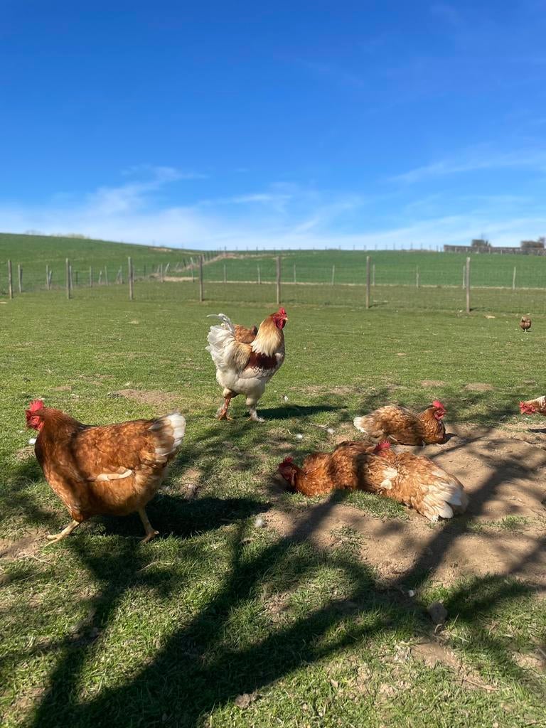 Prachtige haan, Mannelijk, Kip