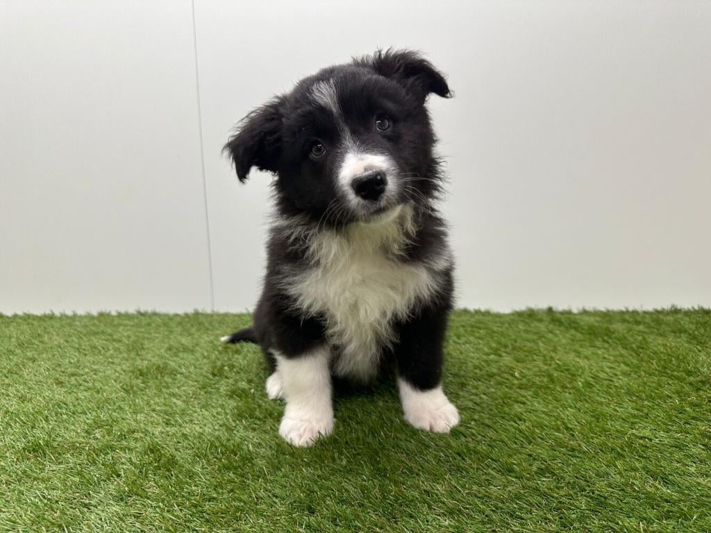 Nestje Border Collie pups, Parvo, België, 8 tot 15 weken, Collie