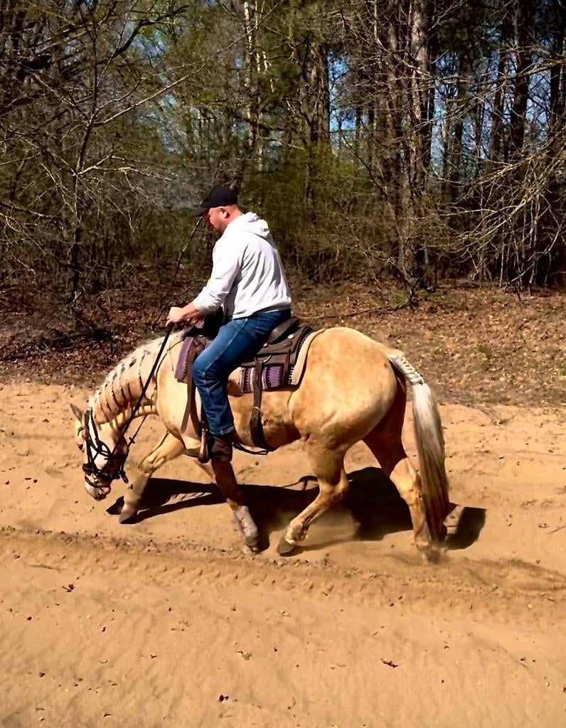 Hongre Palomino Eyecatcher 4 ans à l'épreuve des bombes, Hongre