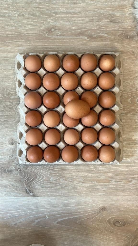 Verse vrije-uitloop hoeve-eieren, Dieren en Toebehoren