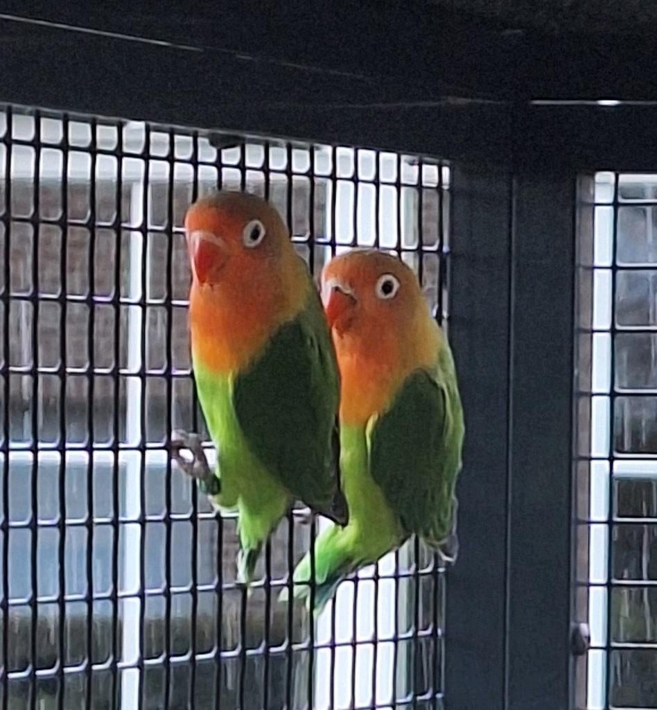 2 jonge agapornis fischefie wildkeur te koop, Dieren en Toebehoren, Vogels | Parkieten en Papegaaien, Dwergpapegaai of Agapornis