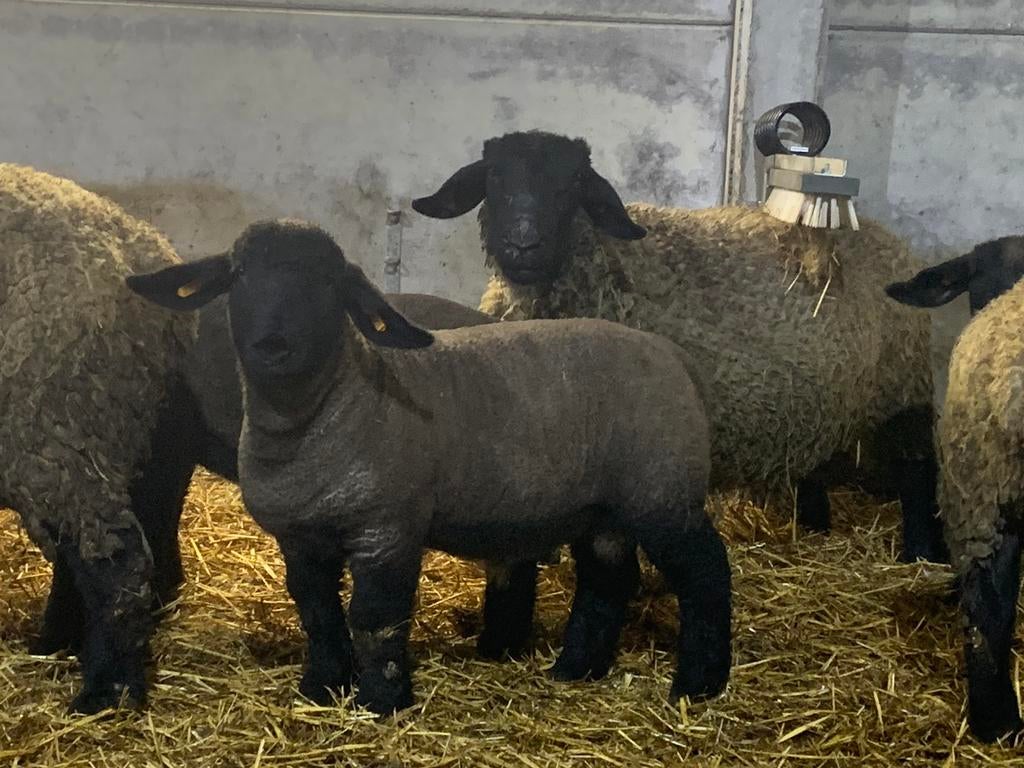 agneaux du Suffolk, Animaux & Accessoires, Mâle, Mouton, 0 à 2 ans
