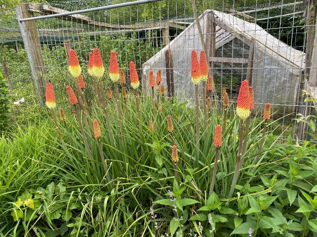 Vuurpijl planten, Tuin en Terras, Planten | Tuinplanten, Ophalen, Vaste plant