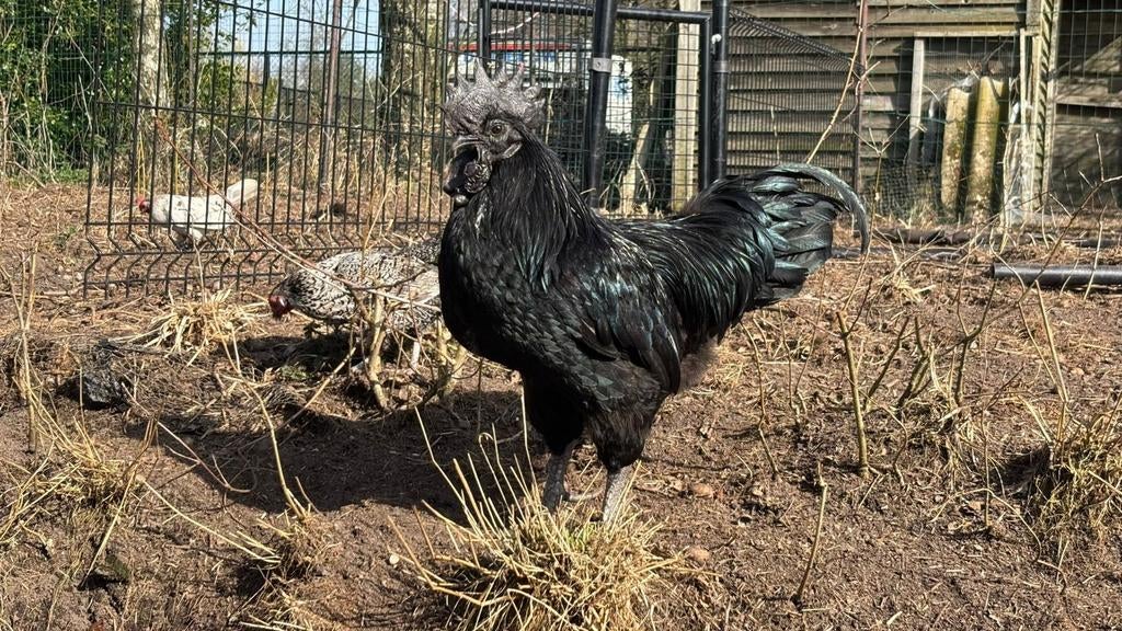 Broedeieren mix, Dieren en Toebehoren, Pluimvee