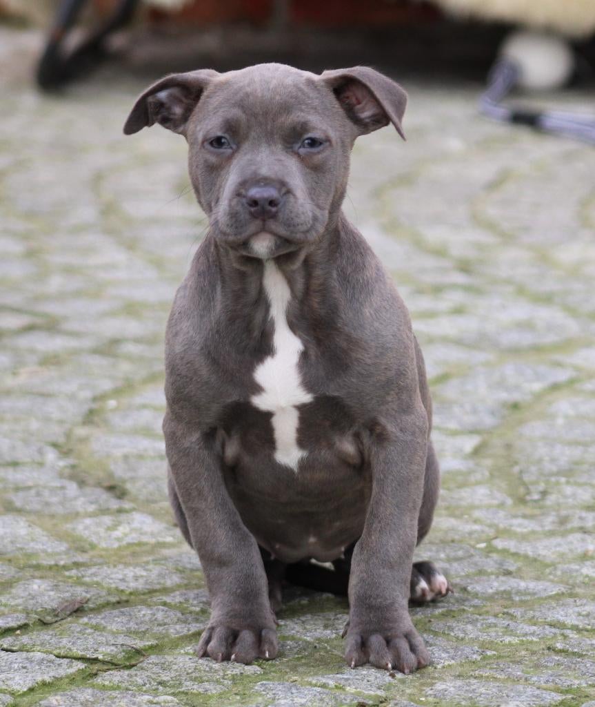 Chiot américain Stafford, American Staffordshire Terrier, Chienne, Belgique, Un chien